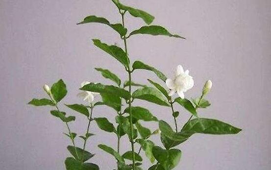 茉莉花怎么修剪，茉莉花修剪方法