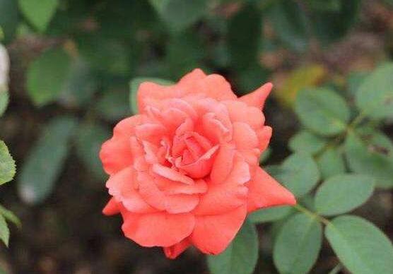 玫瑰花的花语是什么，玫瑰花象征着美丽的爱情