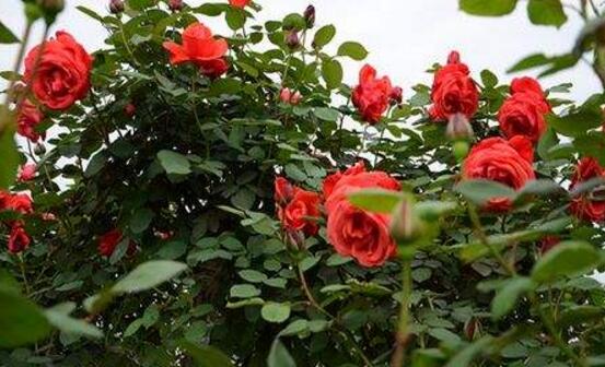 玫瑰花的花语是什么，玫瑰花象征着美丽的爱情