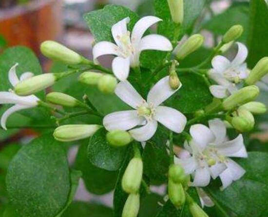 九里香什么时候开花，九里香一年开几次花(七月盛开)