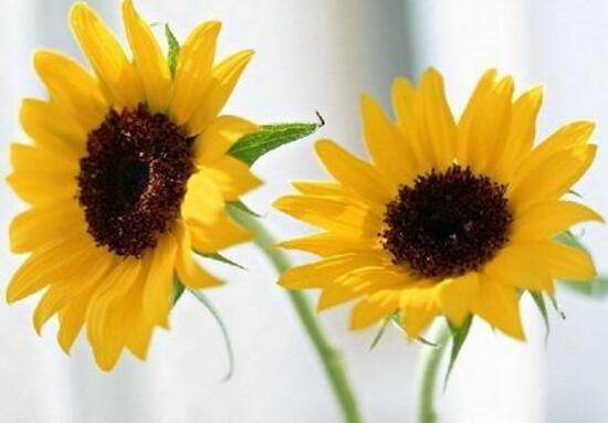 向日葵花语是什么，向日葵的寓意象征着光明与热情