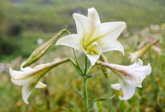 百合花花期多久，百合花开花后怎么处理/施肥浇水养护