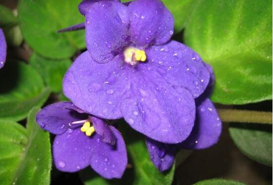 紫罗兰怎么浇水，紫罗兰多久浇一次水/保持土壤湿润