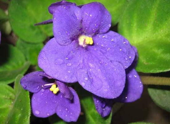 紫罗兰有哪些品种，紫罗兰品种大全