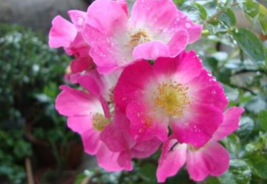 蔷薇花的冬季怎么养，蔷薇花的冬季养殖方法