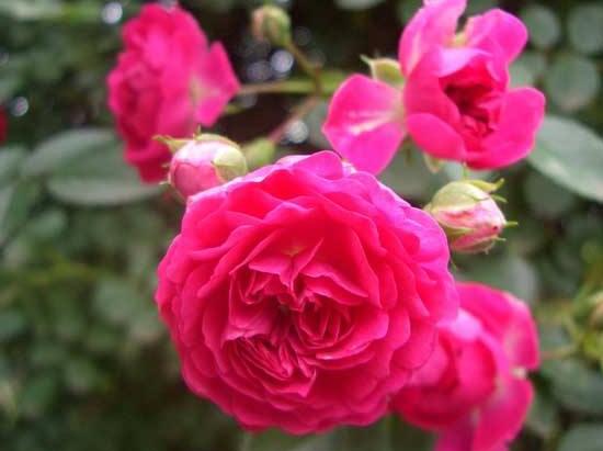 蔷薇花的冬季怎么养，蔷薇花的冬季养殖方法
