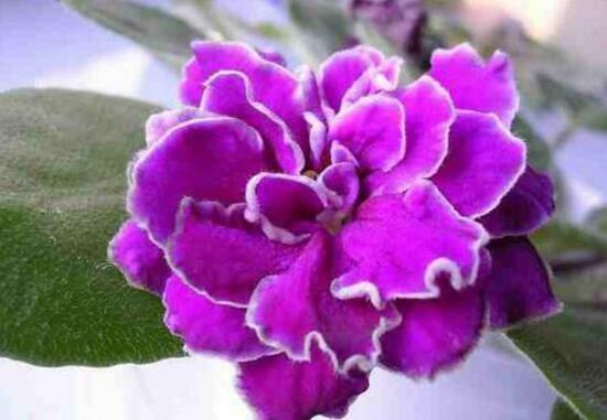 紫罗兰怎么种，紫罗兰种子的种植方法