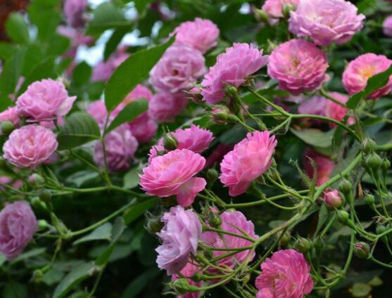 蔷薇花的种植方法，盘点蔷薇花七大种植方法