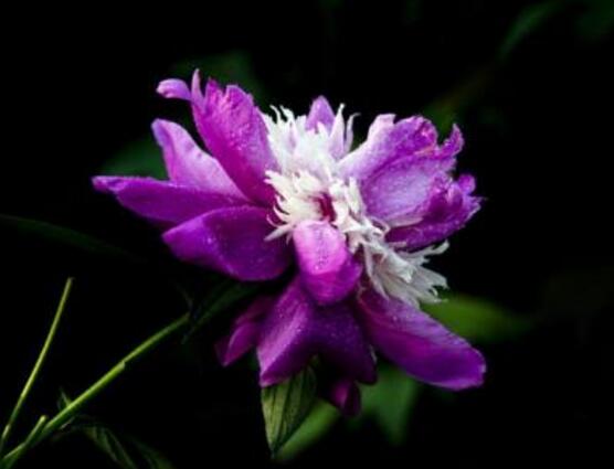紫色蔷薇花图片 紫色蔷薇花美丽传说 发财农业网