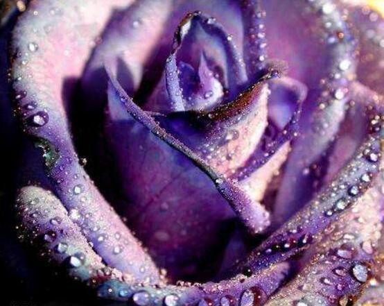 紫色蔷薇花图片，紫色蔷薇花美丽传说