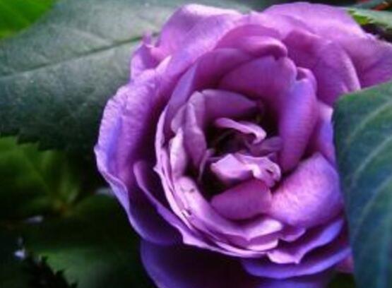紫色蔷薇花图片，紫色蔷薇花美丽传说