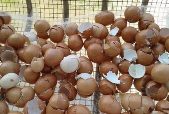吊兰为什么要放鸡蛋壳，吊兰怎么放鸡蛋壳
