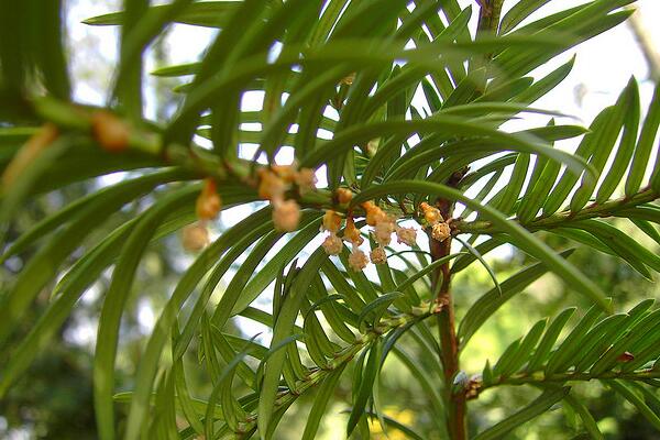 红豆杉公母有什么区别，四大不同来区分