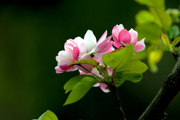 海棠花的花语是什么，海棠花代表的四种意思