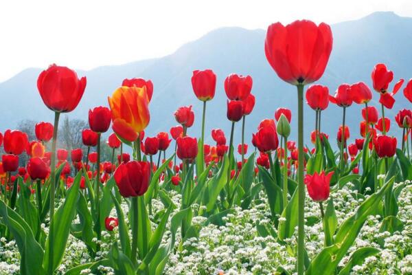 郁金香是哪个国家的国花，土耳其、荷兰以及匈牙利等其他国家