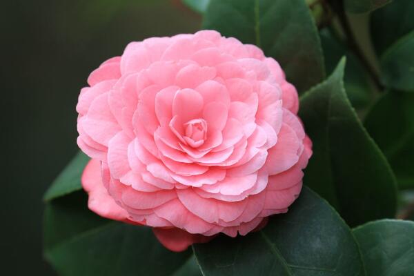 山茶花的寓意是什么，山茶花花语：理想的爱、谦让