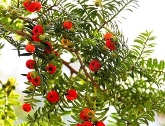 家里养红豆杉风水好吗，起到延年益寿、幸福健康