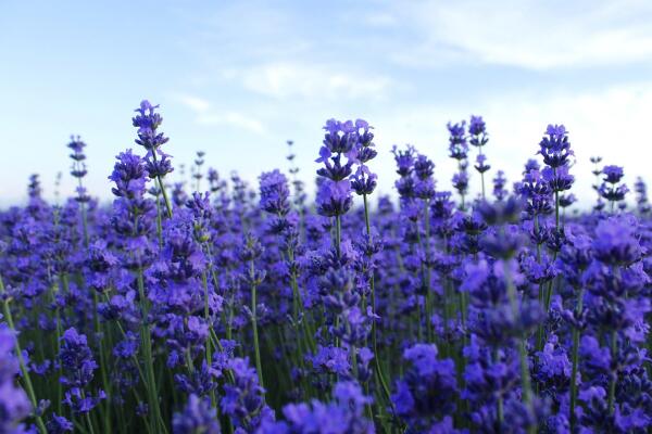 薰衣草有几种颜色，五种（蓝色、紫色、蓝紫色、白色、粉红色）