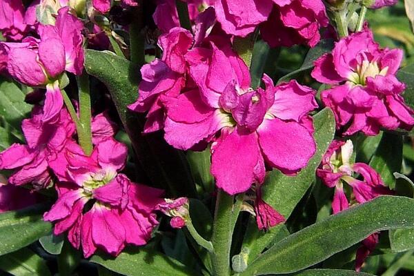 紫罗兰花有几种，按照三个大方面来分类