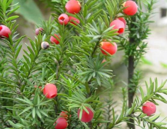 红豆杉怎么养长得快，教你六种养殖方法生长枝繁叶茂