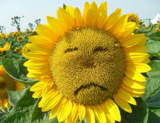 向日葵代表什么意思，代表着太阳、沉默的爱(不同朵数不同意义)