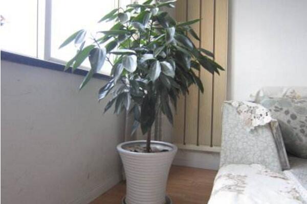 平安树可以放在客厅吗，放在客厅是非常不错的选择