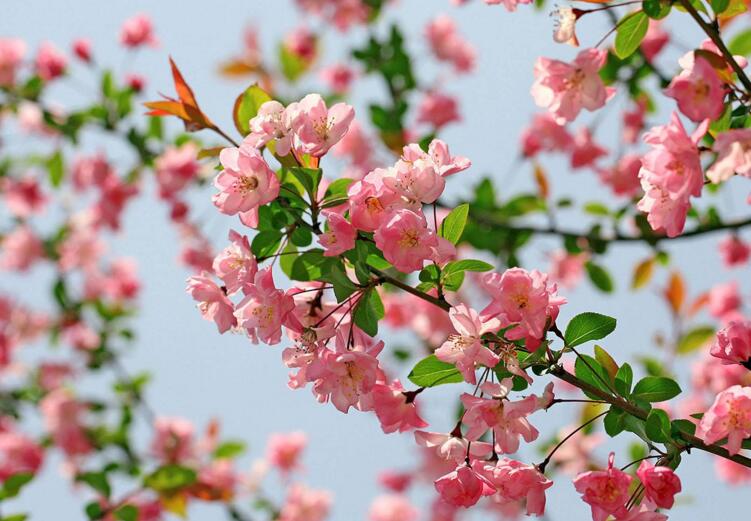 海棠花开在哪个季节，开在春天（附养护方法）
