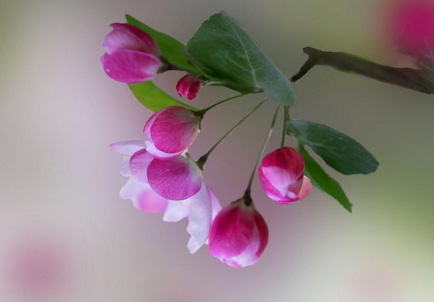 海棠花开在哪个季节，开在春天（附养护方法）