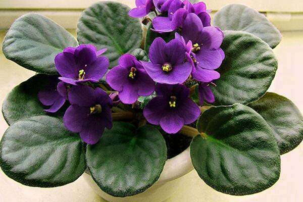 紫罗兰怎么养，紫罗兰的养殖方法及注意事项
