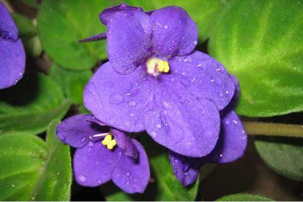 紫罗兰怎么养，紫罗兰的养殖方法及注意事项