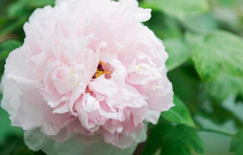 牡丹花的寓意和象征，代表着典雅高贵和富贵吉祥