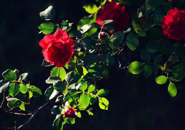 蔷薇花焉了怎么办，合理的浇水和光照很重要