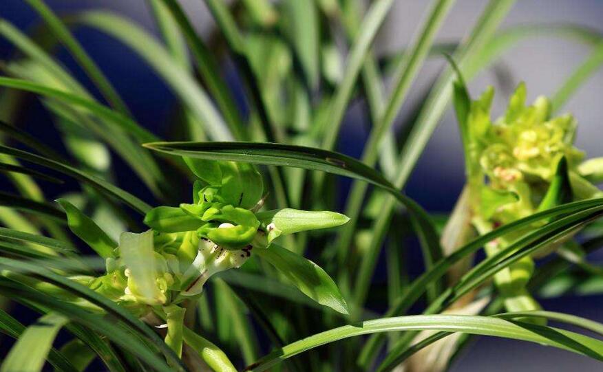 常见兰花品种图片名称，常见的有春兰、蕙兰以及建兰