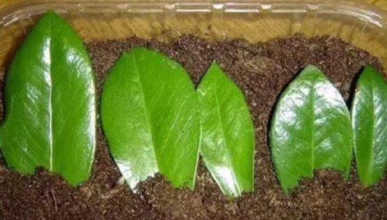 金钱树插叶繁殖方法，教你两种最适用的方法(扦插与叶插)