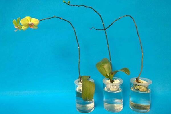 如何水培蝴蝶兰，水培蝴蝶兰的四个步骤
