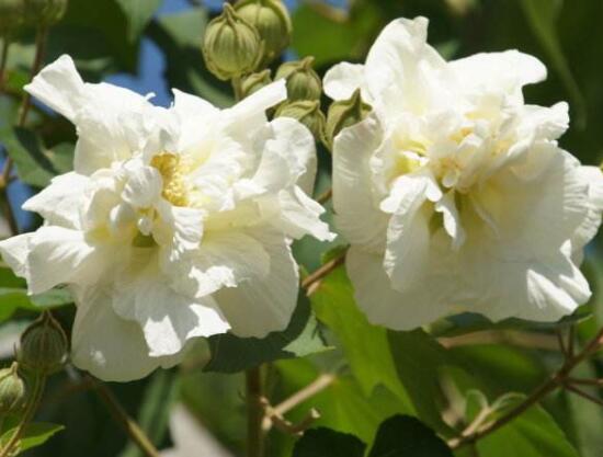 白色芙蓉花花语是什么，代表着早熟、纤细之美、纯洁