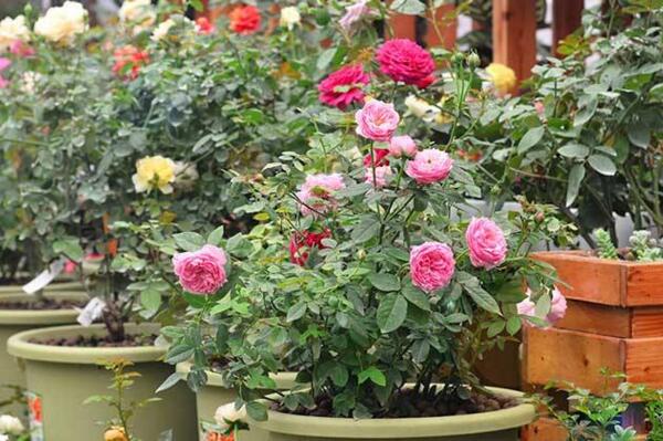 爬藤蔷薇花的养殖方法，让蔷薇花爆盆的5大要点