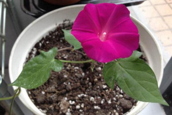 牵牛花的种植方法图解,确保种子成活的4大要点