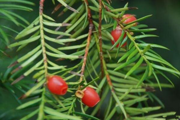 红豆杉种植方法，种子种植的四大要点