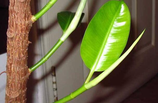 橡皮树适合在室内养吗，适合/天然的绿色吸尘器