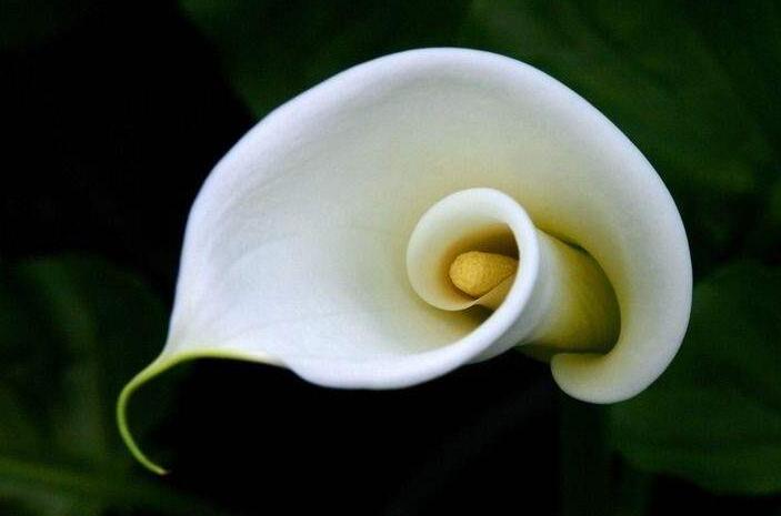 白马蹄莲花语是什么，寓意着忠贞不渝的爱情