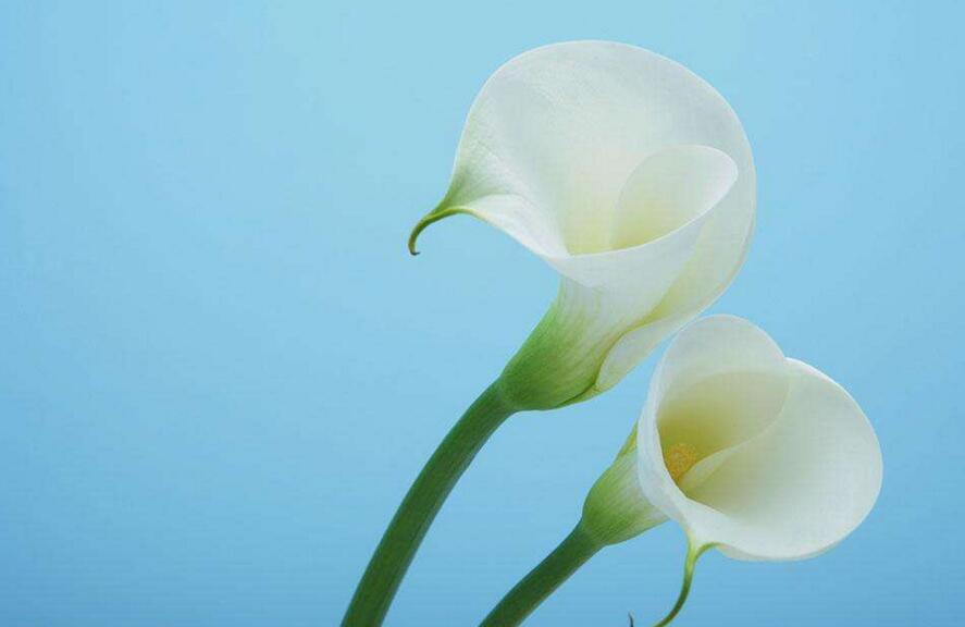 白马蹄莲花语是什么，寓意着忠贞不渝的爱情