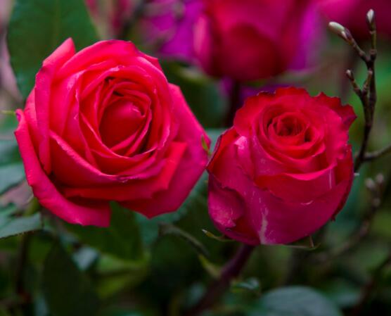 玫瑰花语有哪些，代表着我爱你(浓浓的爱情)