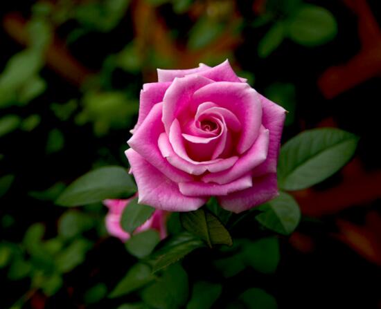 玫瑰花语有哪些，代表着我爱你(浓浓的爱情)