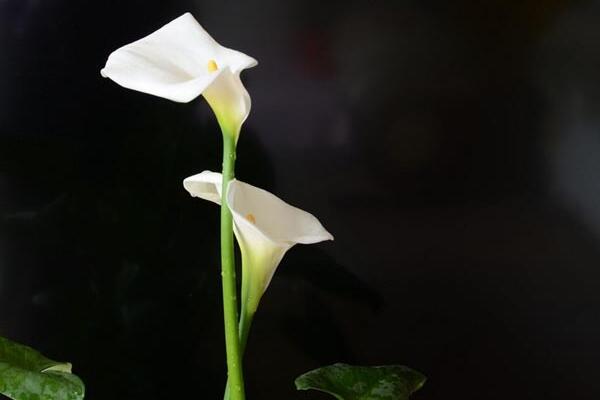白色马蹄莲花语是什么，忠贞不渝、永结同心