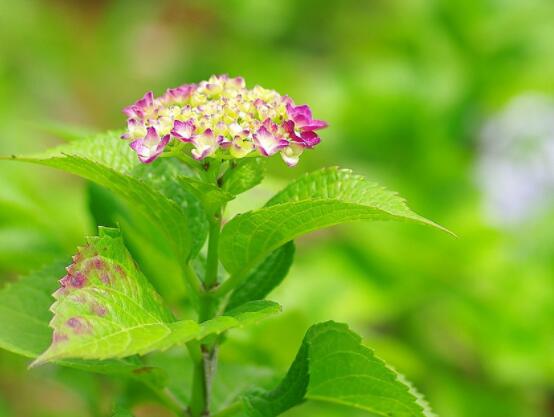 绣球花几月份开花，每年6-8月间盛放(独开一次)