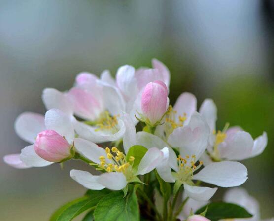 海棠花开花时间，每年4-5月含苞绽放(春季)