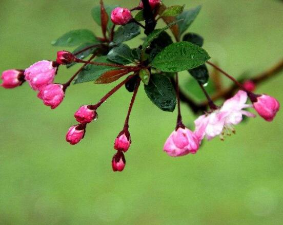 海棠花开花时间，每年4-5月含苞绽放(春季)