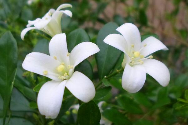 九里香花期多少，每年4月份开花（花期4个月）