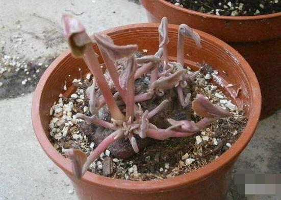 仙客来的球茎怎么保存,最重要就是注意温度变化(降温处理)